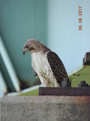Buteo jamaicensis