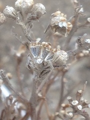 Amblyopappus pusillus