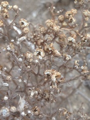 Amblyopappus pusillus