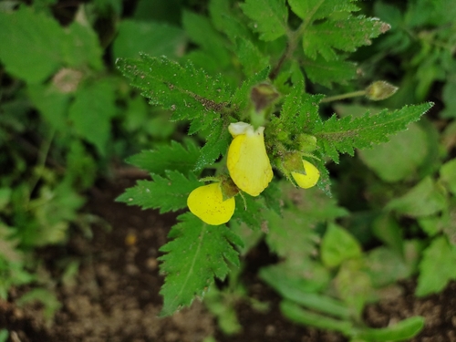 Calceolaria tripartita (Calceolaria tripartita)