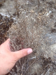 Amblyopappus pusillus