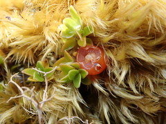 Coprosma perpusilla subantarctica