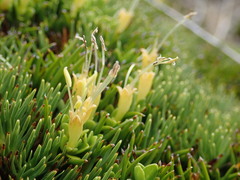 Coprosma perpusilla subantarctica