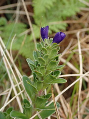 Veronica benthamii