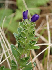 Veronica benthamii