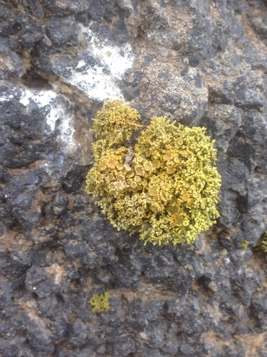 Caloplaca coralloides image