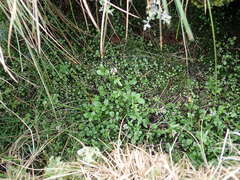 Cardamine subcarnosa