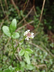 Cardamine subcarnosa