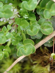 Cardamine subcarnosa