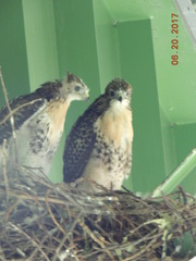 Buteo jamaicensis
