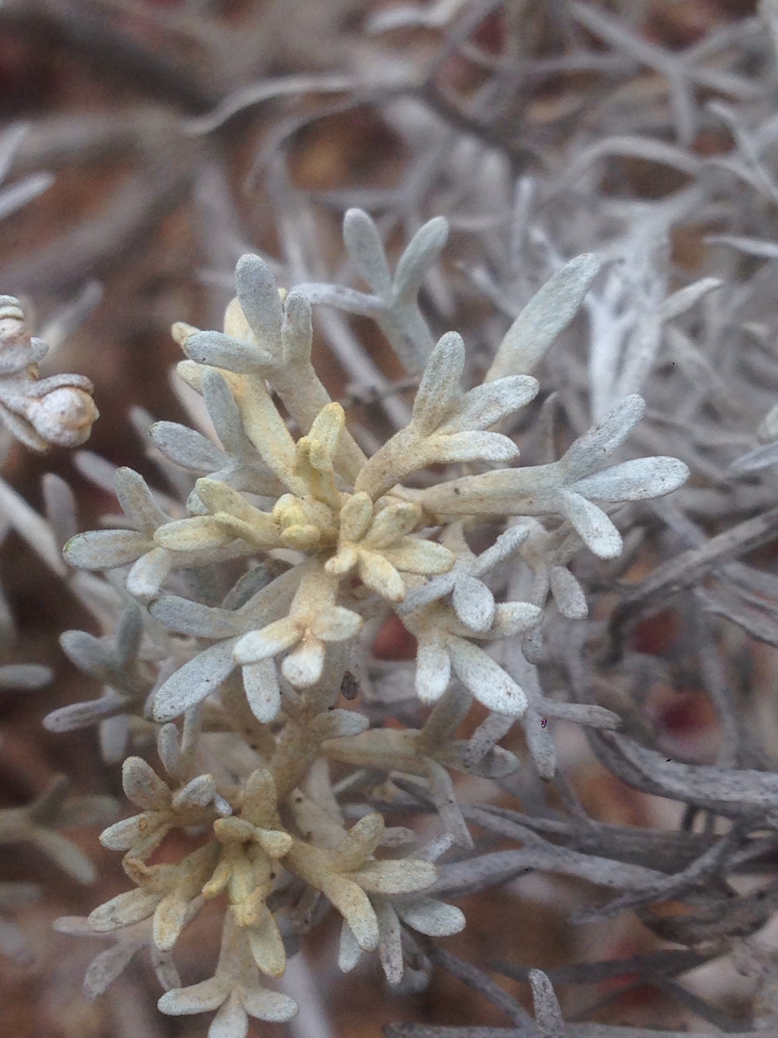 Artemisia nesiotica