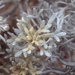 Artemisia nesiotica - Photo (c) Adam J. Searcy, μερικά δικαιώματα διατηρούνται (CC BY), uploaded by Adam J. Searcy