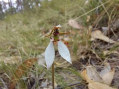 Eriochilus collinus collinus