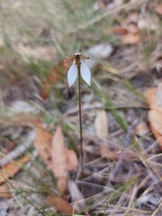 Eriochilus collinus collinus
