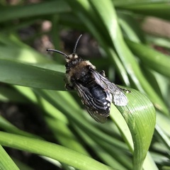 Melecta albifrons