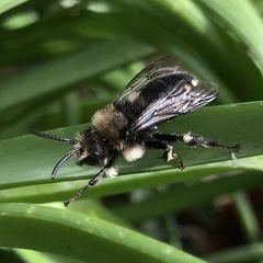 Melecta albifrons