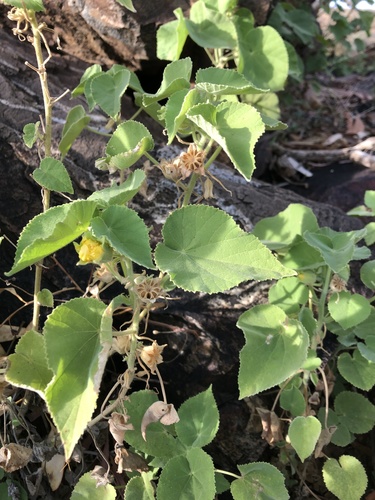 Dwarf lantern-flower (Abutilon fraseri)