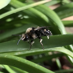 Melecta albifrons