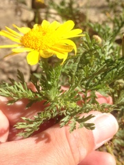 Glebionis coronaria