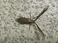 Enneaphyllus aeneipennis