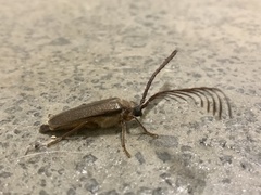 Enneaphyllus aeneipennis