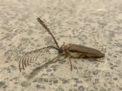 Enneaphyllus aeneipennis