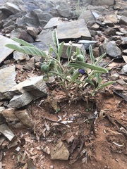 Solanum esuriale