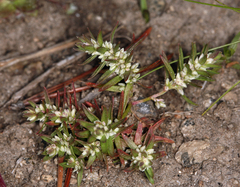 Polygonum polygaloides kelloggii