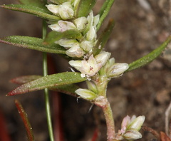 Polygonum polygaloides kelloggii