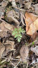 Erigenia bulbosa