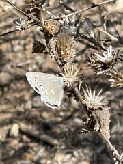 Glaucopsyche lygdamus australis