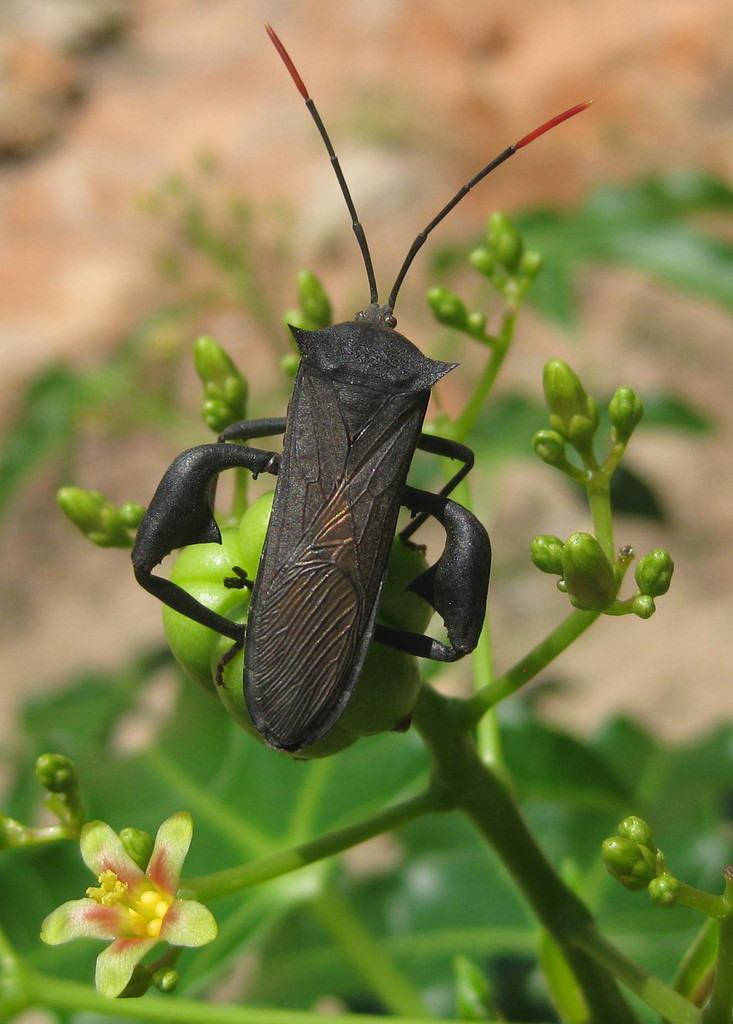 Anoplocnemis curvipes