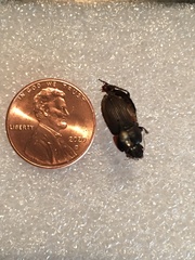 Anisodactylus rusticus