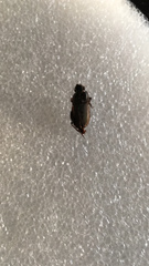 Anisodactylus rusticus