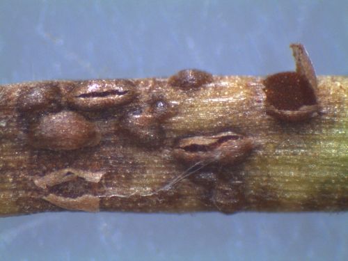 Puccinia junci