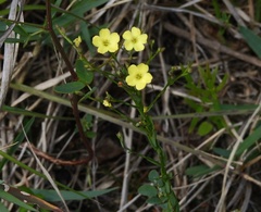 Linum floridanum