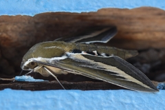 Hyles euphorbiarum