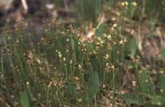 Trichophorum alpinum