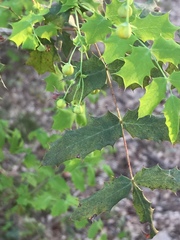 Berberis swaseyi