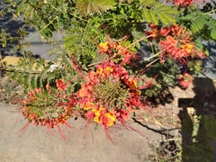 Caesalpinia pulcherrima
