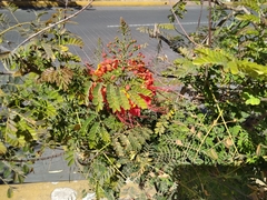 Caesalpinia pulcherrima