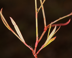 Polygonum spergulariiforme