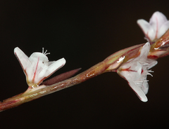 Polygonum spergulariiforme