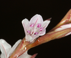 Polygonum spergulariiforme