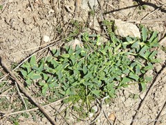 Euphorbia serrata