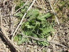 Salvia verbenaca