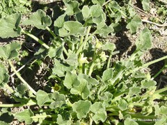 Ecballium elaterium