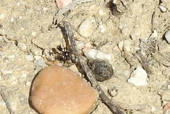 Cataglyphis
