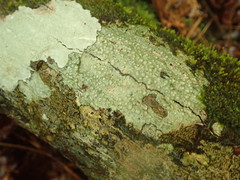 Pertusaria paratuberculifera