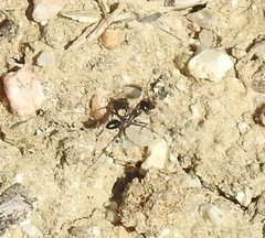 Cataglyphis